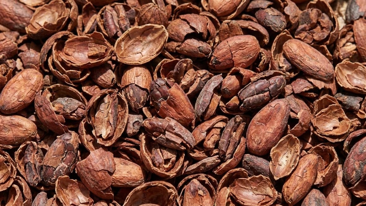 코코아 껍질 (Cocoa Shell)