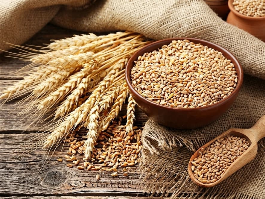 맥주 찌꺼기 (Brewer's Grain)